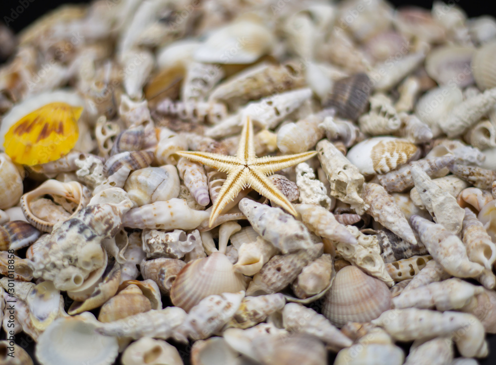background made with clams and dry starfish background made with clams and dry starfish