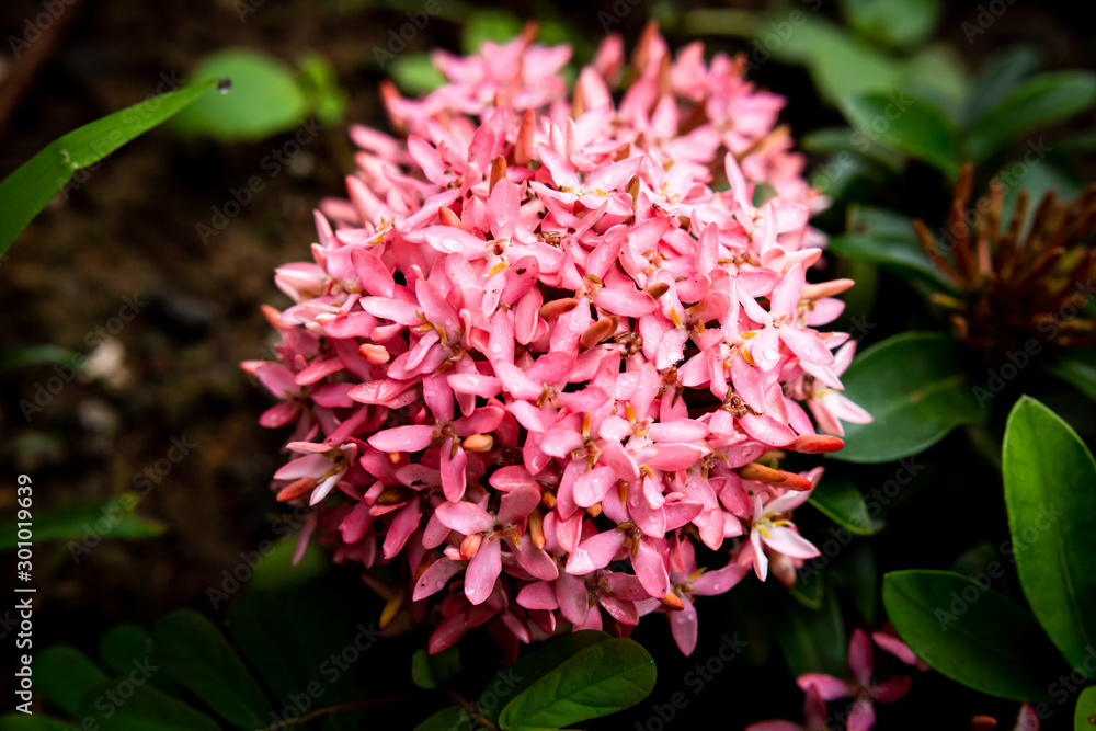 Pink Ixora flower in bloom Pink Ixora flower in bloom