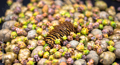 different sized pine cones background
