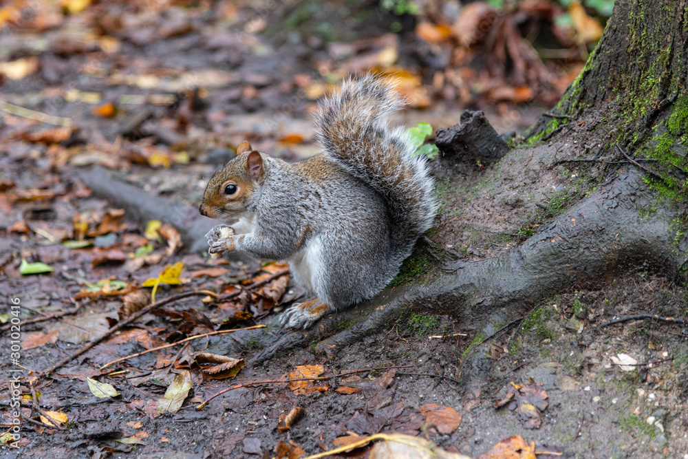 An adult squirrel sitting at the base of a tree whilst eating An adult squirrel sitting at the base of a tree whilst eating