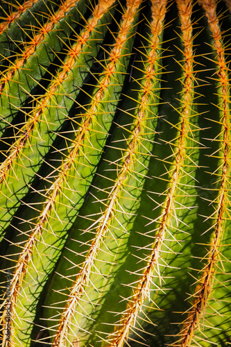 Detail of cactus plant surface illuminated by the sun