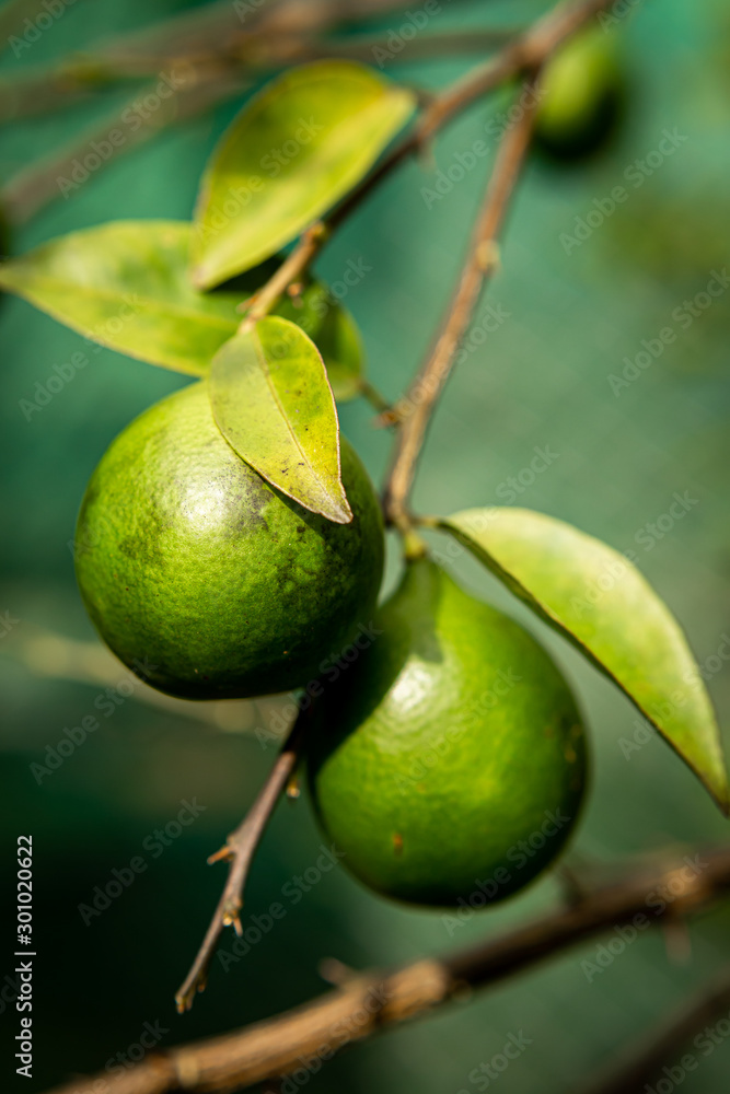 Citrus fruit (a type of lime) hanging from the tree