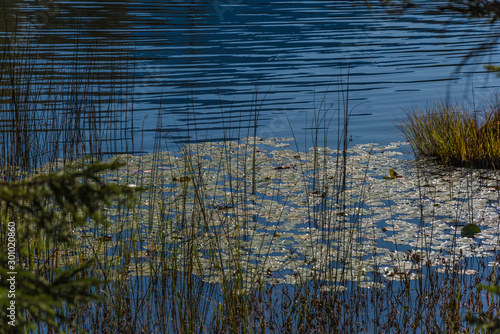 water lilies and grass in the pond