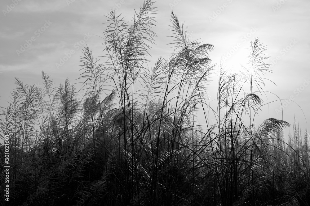 Obraz premium trees in fog