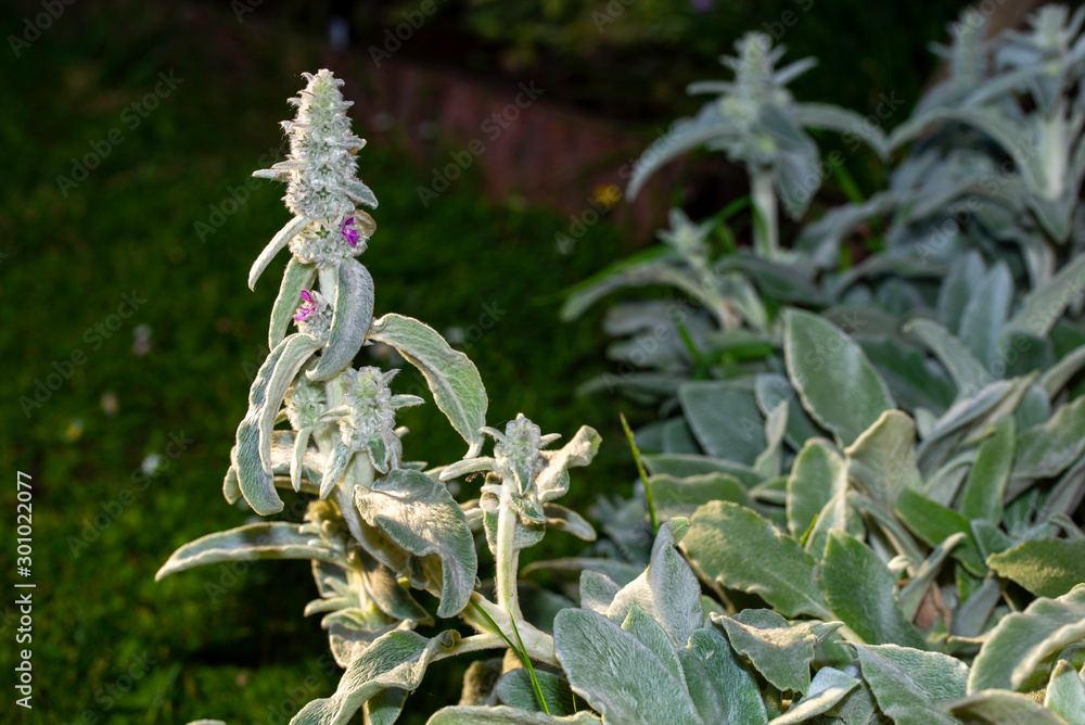 Obraz premium plante