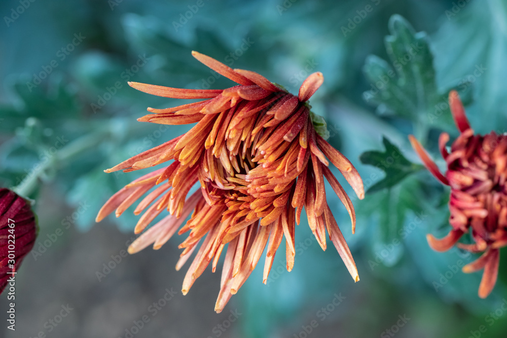 Red chrysanthemums close up in autumn Sunny day in the garden. Autumn flowers. Flower head Red chrysanthemums close up in autumn Sunny day in the garden. Autumn flowers. Flower head