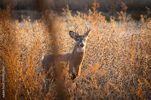 Young whitetail buck in field during sunset