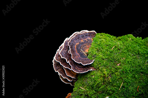 An isolated image of Turkey tail fungus on a black background