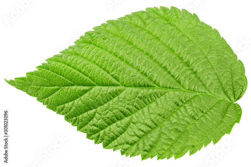 Raspberry leaves isolated on white background, clipping path, full depth of field