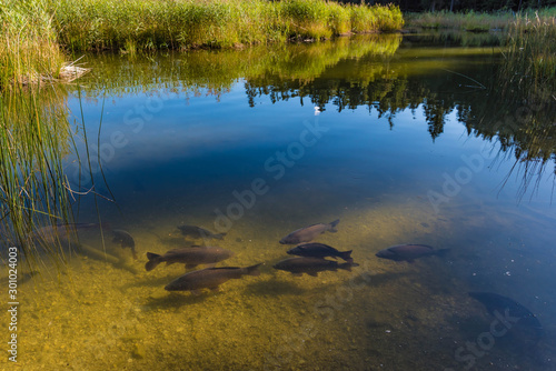 pond in the forest with carps and reed