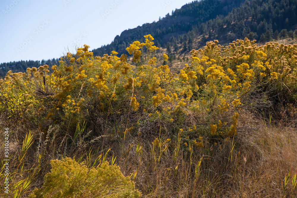Bright yellow rabbit brush blossoms in an autumn landscape