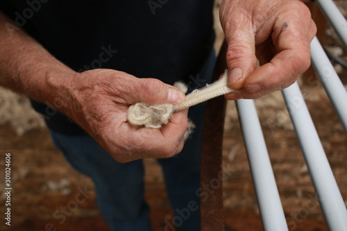 worn experienced hard hands of a long time sheep farmer examining freshly shorn wool in his shearing shed on his farm in rural Victoria, Australia photo