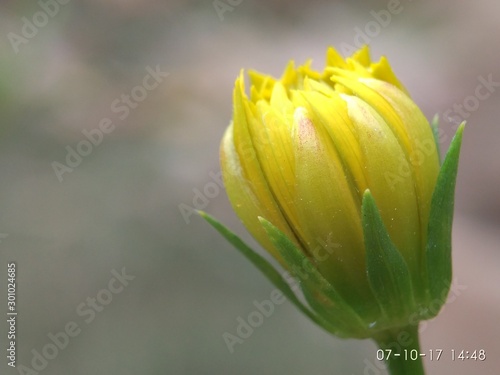 yellow flower on green background