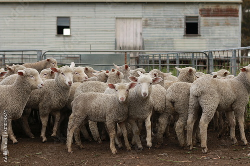 Flocks of young unshorn lambs seperated, in the sheep yards, from their parents, out the front of the shearing sheds waiting to be shorn, on a small family farm in rural Victoria, Australia