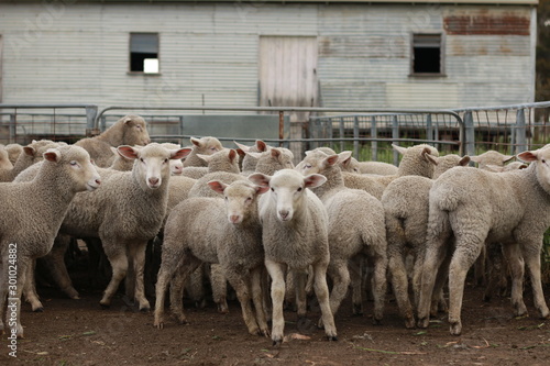 Flocks of young unshorn lambs seperated, in the sheep yards, from their parents, out the front of the shearing sheds waiting to be shorn, on a small family farm in rural Victoria, Australia photo