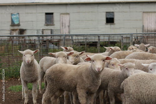 Fototapeta Naklejka Na Ścianę i Meble -  Flocks of young unshorn lambs seperated, in the sheep yards, from their parents, out the front of the shearing sheds waiting to be shorn, on a small family farm in rural Victoria, Australia