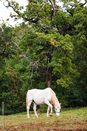 White lipizaners horse 