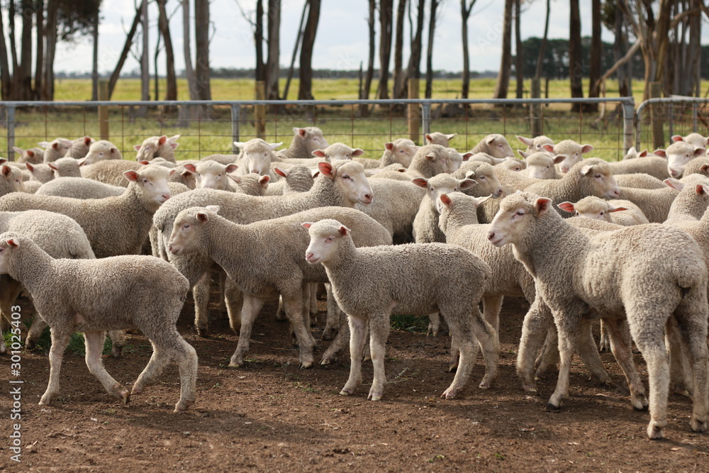 Fototapeta premium Flocks of young unshorn lambs seperated, in the sheep yards, from their parents, out the front of the shearing sheds waiting to be shorn, on a small family farm in rural Victoria, Australia