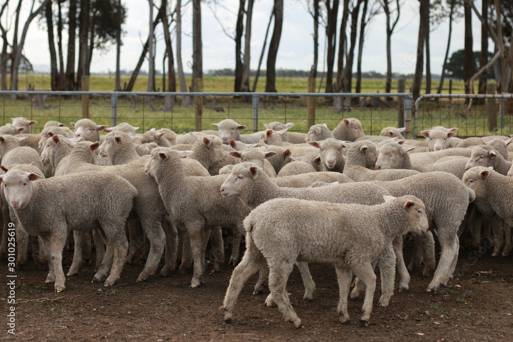 Flocks of young unshorn lambs seperated, in the sheep yards, from their parents, out the front of the shearing sheds waiting to be shorn, on a small family farm in rural Victoria, Australia Flocks of young unshorn lambs seperated, in the sheep yards, from their parents, out the front of the shearing sheds waiting to be shorn, on a small family farm in rural Victoria, Australia