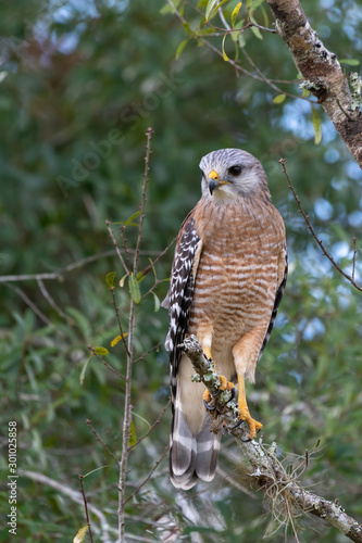 Red Shouldered Hawk on branch photo