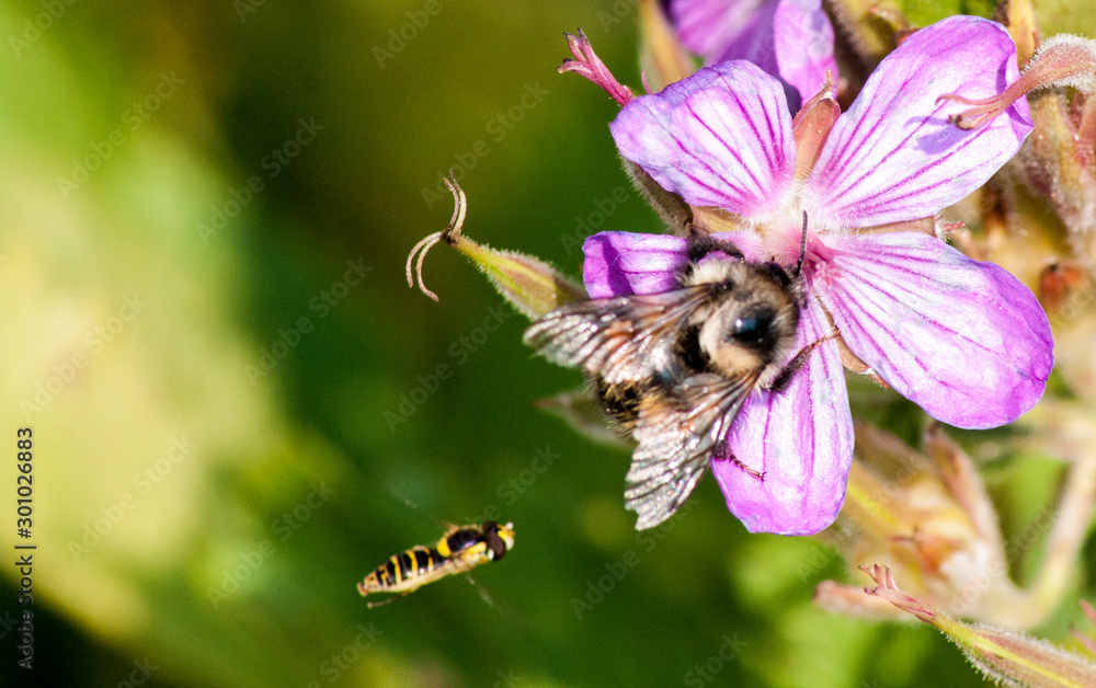 2 bees and a pink flower