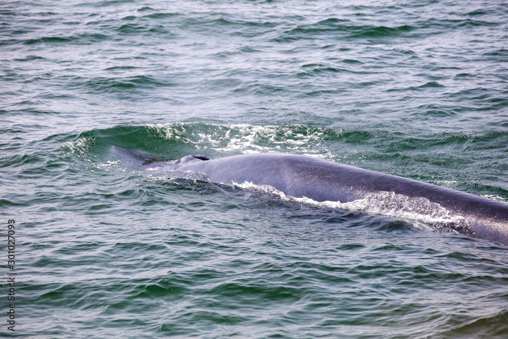 Obraz premium Clouse up back of Bryde's whale or Bruda Whale in Gulf of Thailand