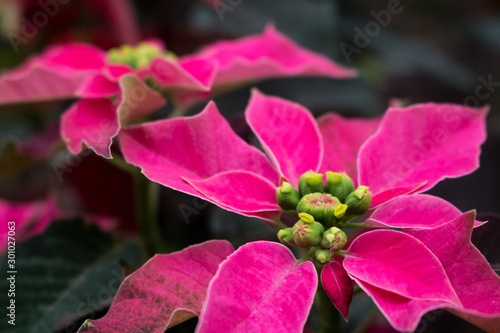 Flor de Nochebuena
