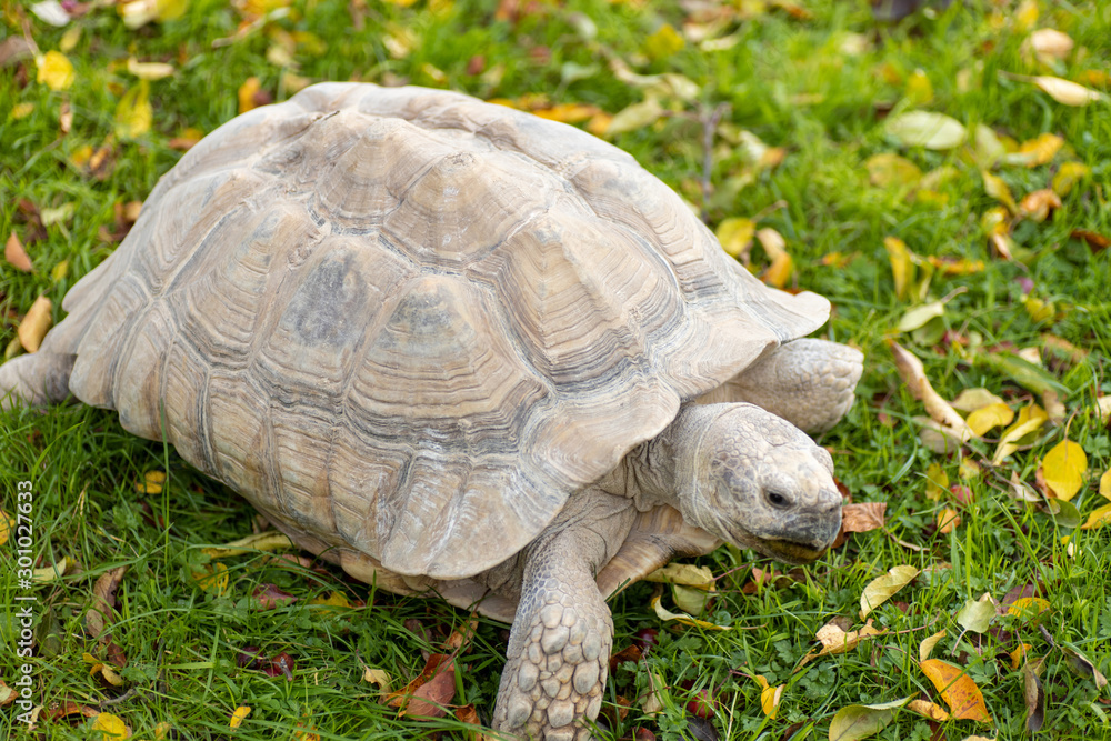 Obraz premium turtle on the grass