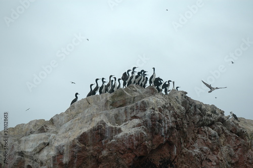 cormorants nesting rocks paracas national park peru