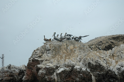 pelicans nesting rocks paracas national park peru