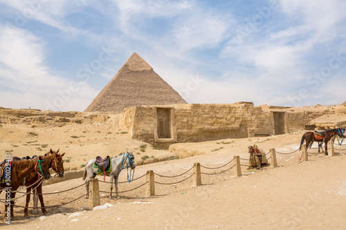 Caballos junto a las pirámides de El Cairo, Egypto photo