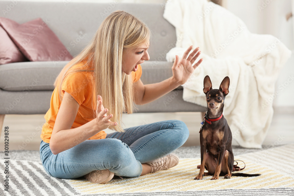 Angry young woman scolding her toy terrier dog at home