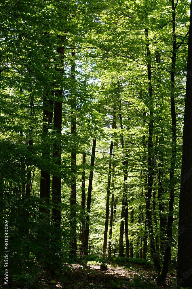 Obraz premium Pfälzer Wald