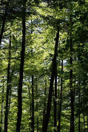 Pfälzer Wald © Michel