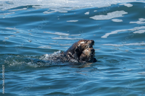 Photography Sea otters mating.