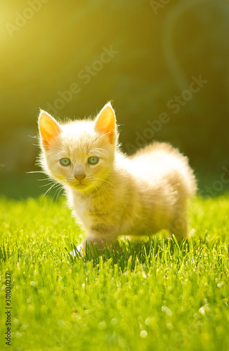 Orange kitten on a green lawn. 