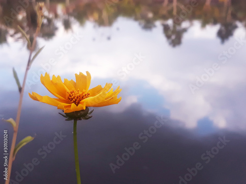 yellow flower on blue sky background