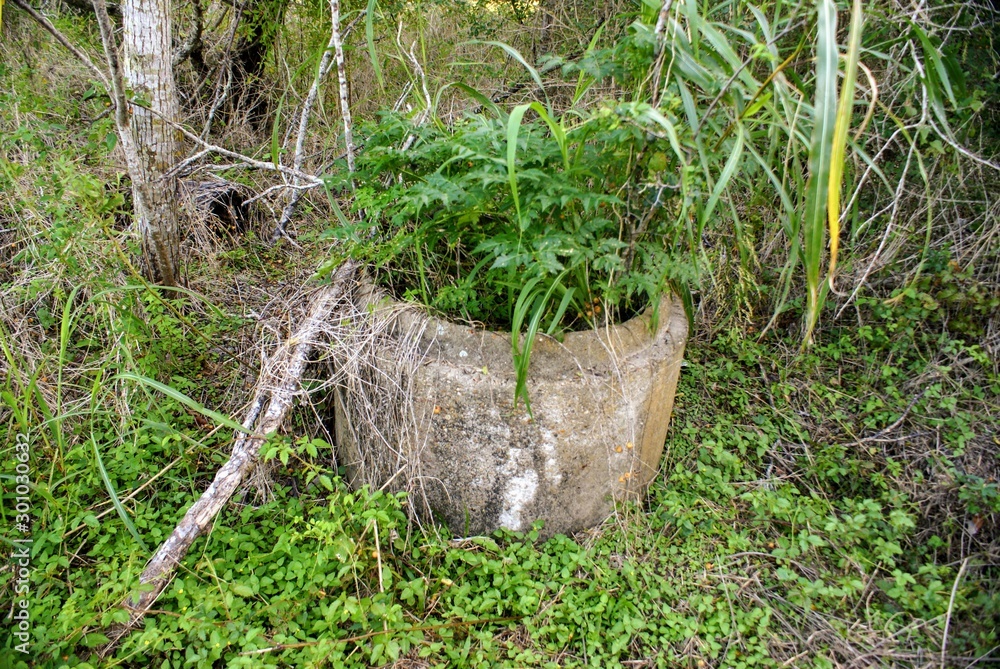 Plant Growing in Concrete Pipe Plant Growing in Concrete Pipe