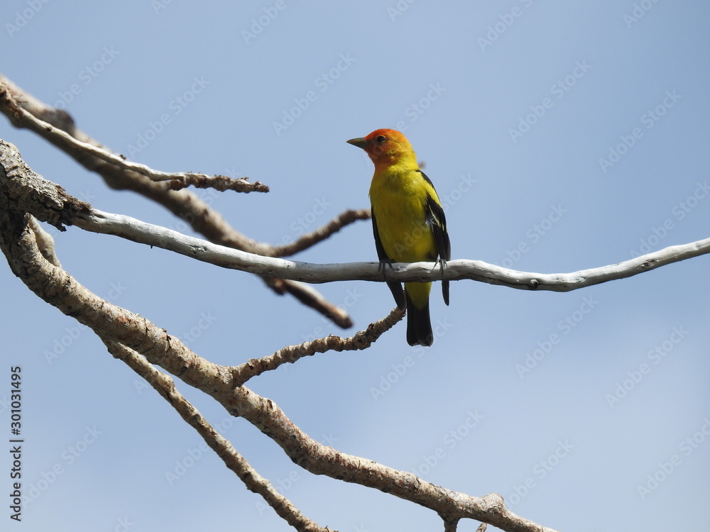Obraz premium Western tanager, Eastern Sierra Nevada Mountains, Twin Lakes, California. 