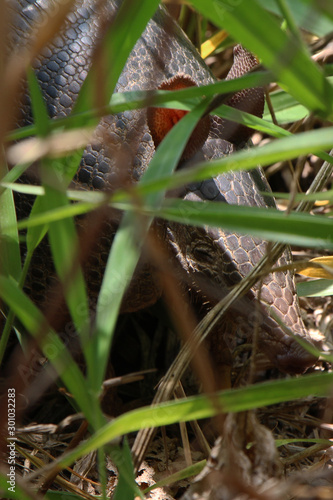 armadillo hidden in the thicket