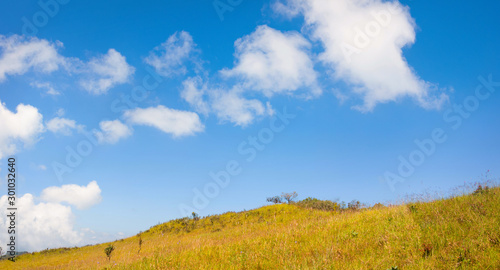 Blue sky and Yellow field with white clouds.landscape picture In Thailand.The Mountain name   Doi Luang    in Tak Province Thailand. 