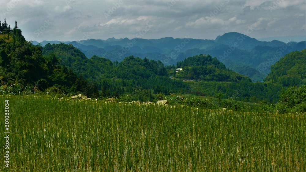 Fototapeta premium Rice fields of Asia, Vietnam, Mountains, Landscape, paddy fields, agriculture