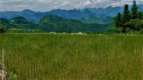 Rice fields of Asia, Vietnam, Mountains, Landscape, paddy fields, agriculture