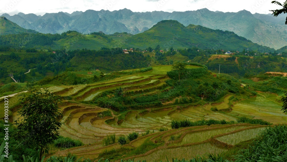 Rice fields of Asia, Vietnam, Mountains, Landscape, paddy fields, agriculture
