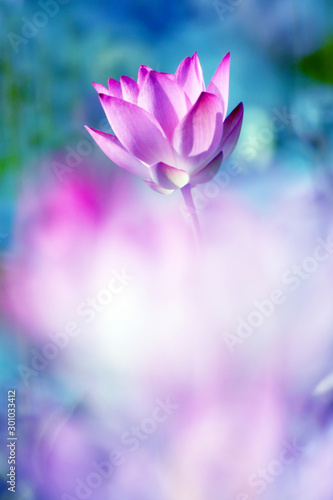 Fototapeta Naklejka Na Ścianę i Meble -  Early morning pond, a blooming pink lotus flower with beautiful blurred bokeh as background