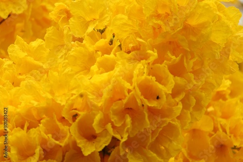 ipê amarelo
