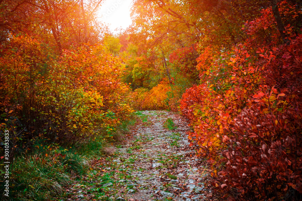 A small gravel road in the forest coloren with autumn colors. Autumn in Karst.