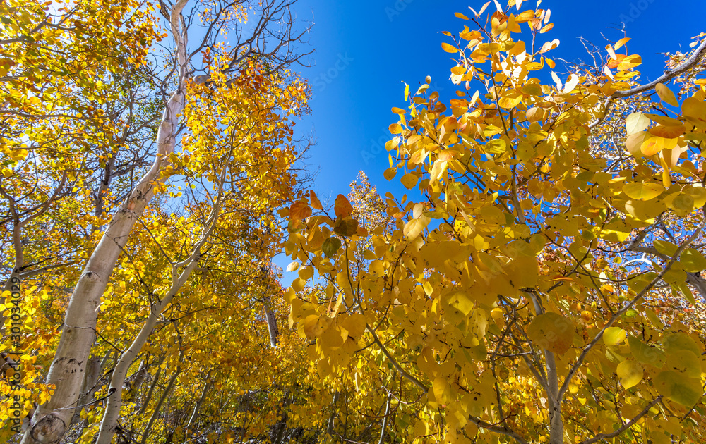 Fall colors in Mono County, CA Fall colors in Mono County, CA