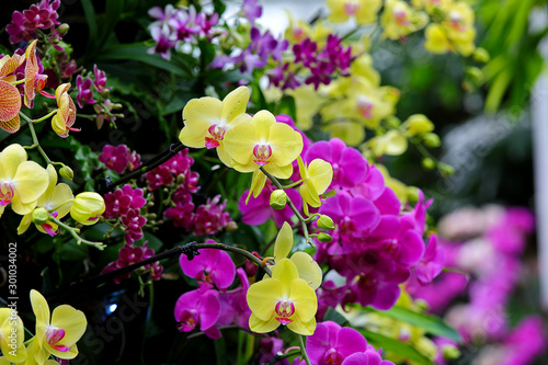 Floral Background. Phalaenopsis orchid  moth orchids  pink and yellow flowers blooming in the garden. Green orchid leaves.