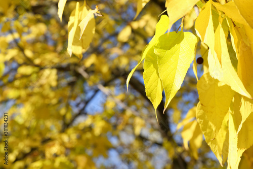 Autumn leaves in park, closeup